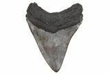 Fossil Megalodon Tooth - South Carolina #357374-2